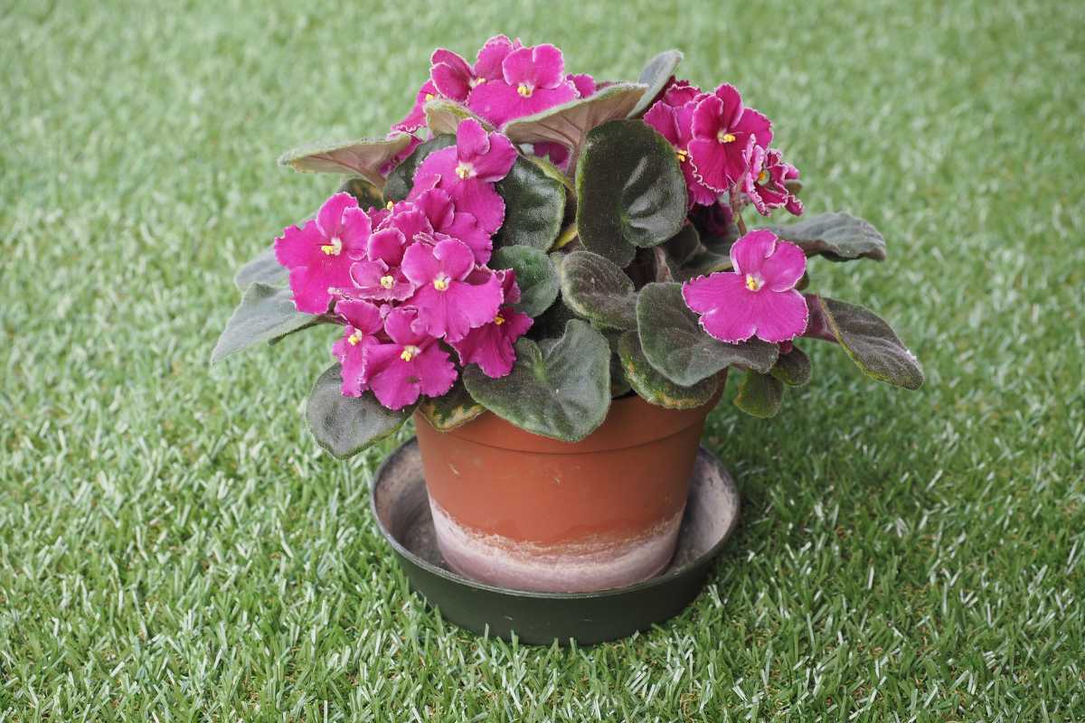 A potted African violet plant with vibrant magenta flowers and velvety green leaves, placed in a brown pot with a black saucer underneath.