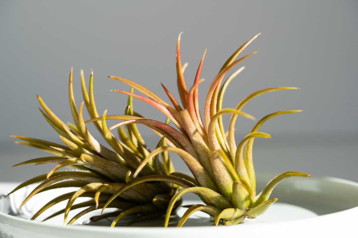 Two air plants displayed on a white surface. 