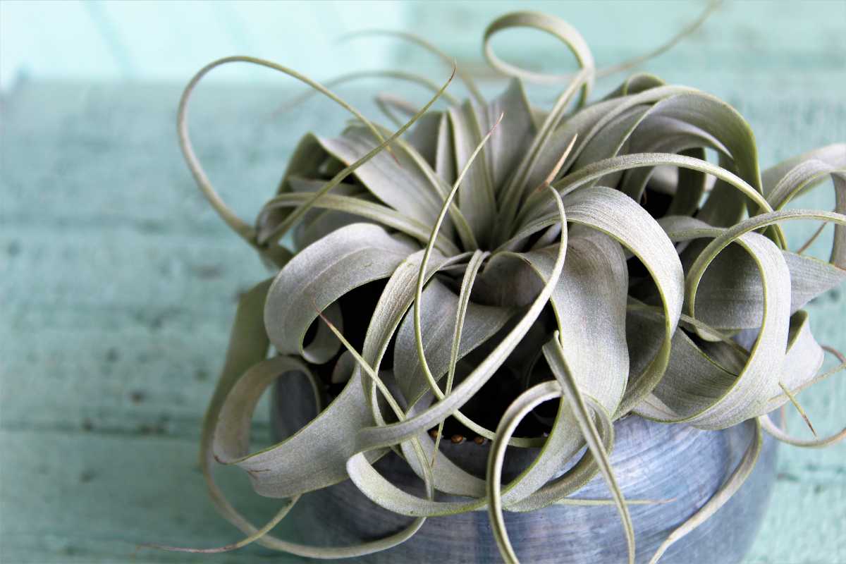 An air plant with long, twisted, green leaves sits in a small, round, metallic pot on a blue, textured surface. 