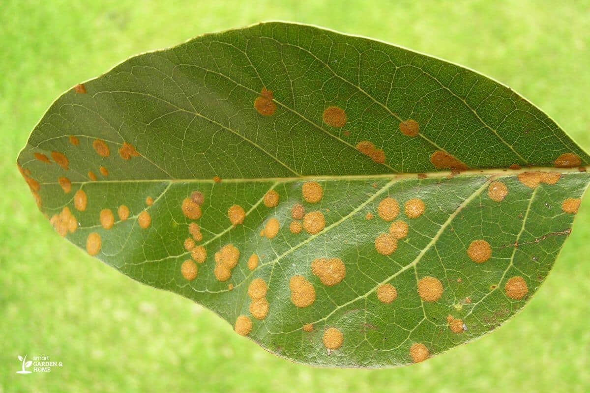 Algal Leaf Spot On A Different Leaf