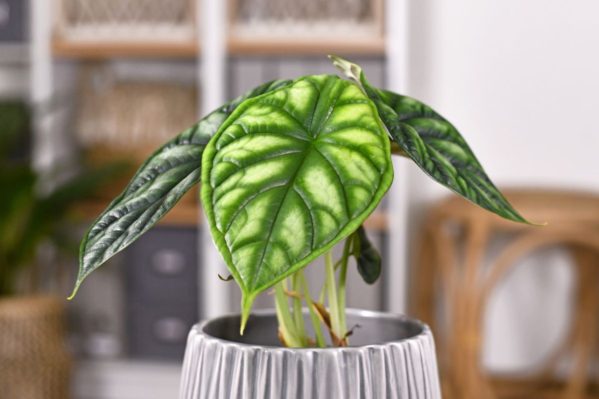 Alocasia plant with vibrant green, heart-shaped leaves featuring prominent, lighter green veins. The plant is placed in a gray, ribbed ceramic pot.