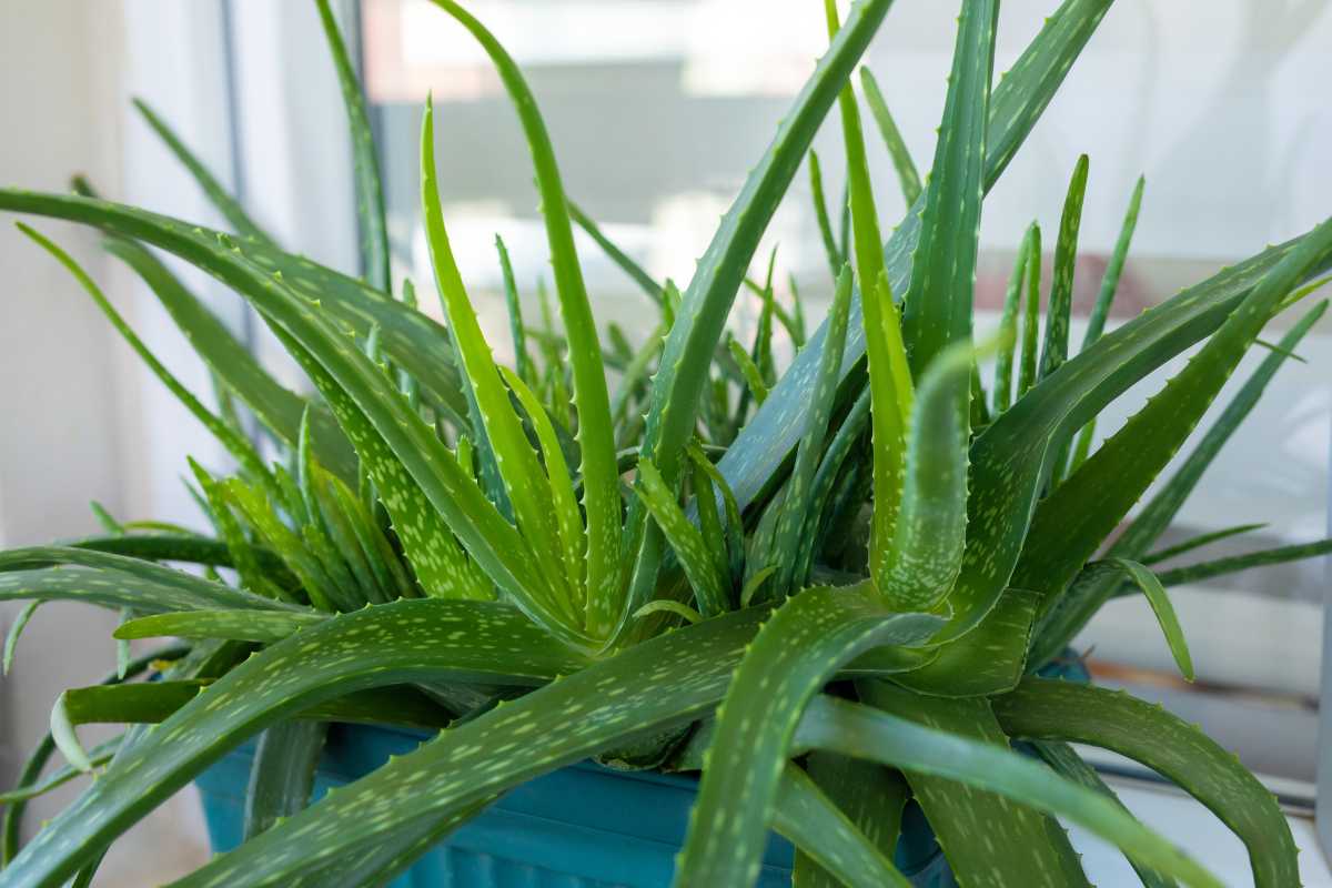 A lush green aloe vera plant in a blue pot. 