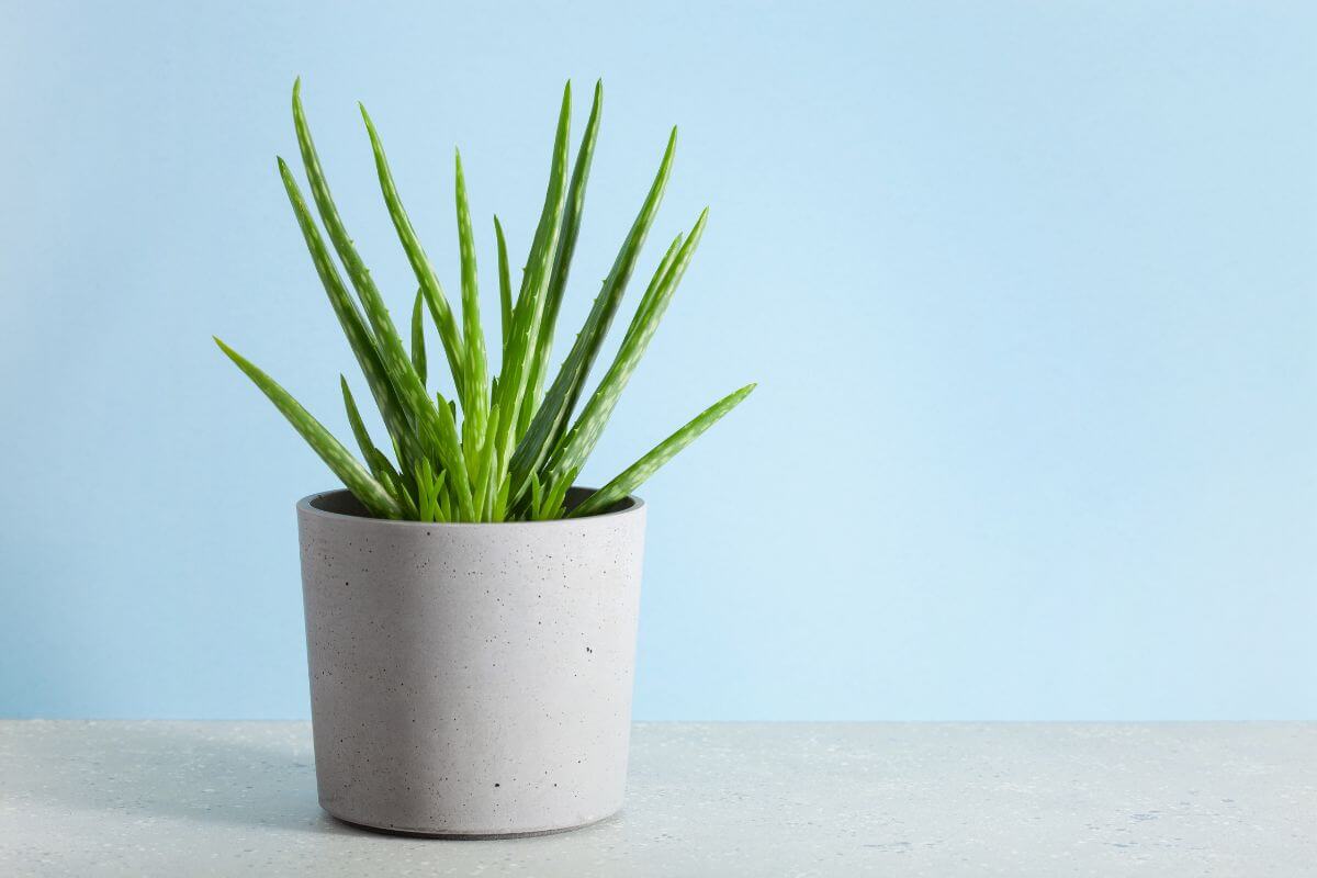 A small potted aloe vera plant with long, pointed green leaves sits in a minimalist concrete planter against a light blue background.