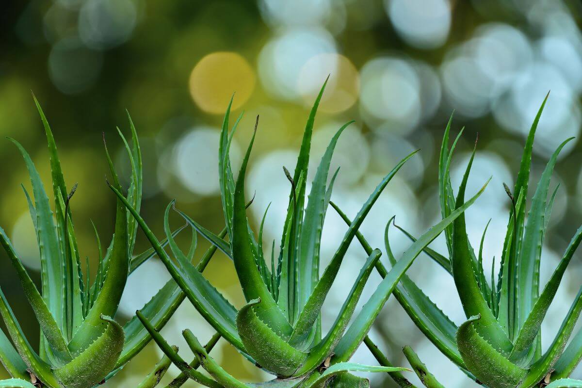 Close-up of several aloe vera plants displaying their spiky, green leaves. 