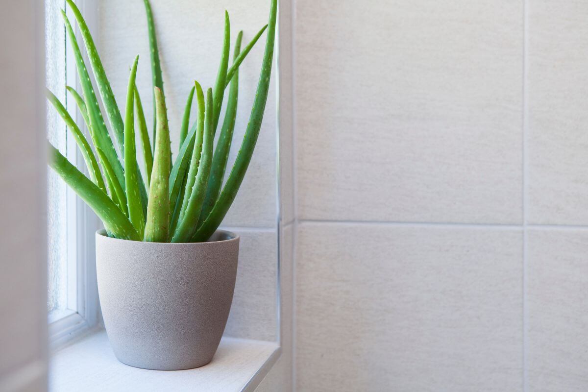 A green aloe vera plant in a light grey pot is placed on a windowsill.