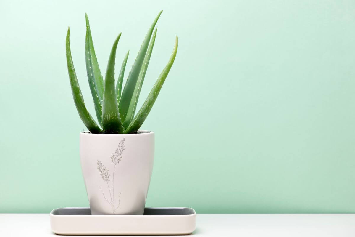 A potted aloe vera plant with long, green, spiky leaves sits in a white ceramic pot adorned with a minimalistic plant pattern. 
