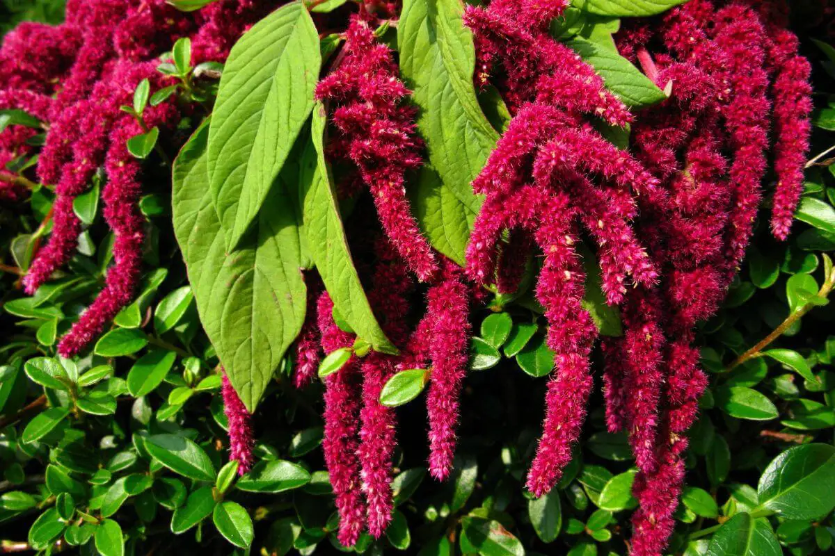 A magenta amaranth flowers, one of the wild edible plants, with long, rope-like clusters draping downward amid green leaves.