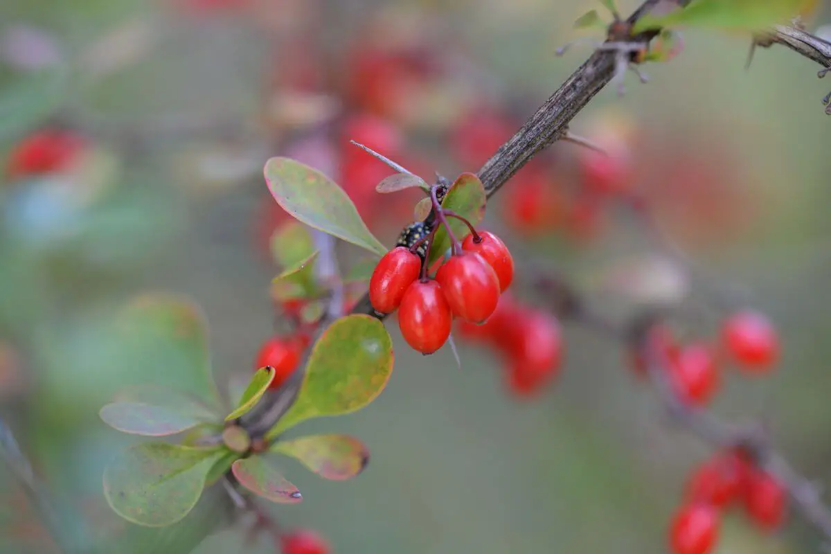 A branch with red American barberry and green leaves. These edible winter plants are clustered together.