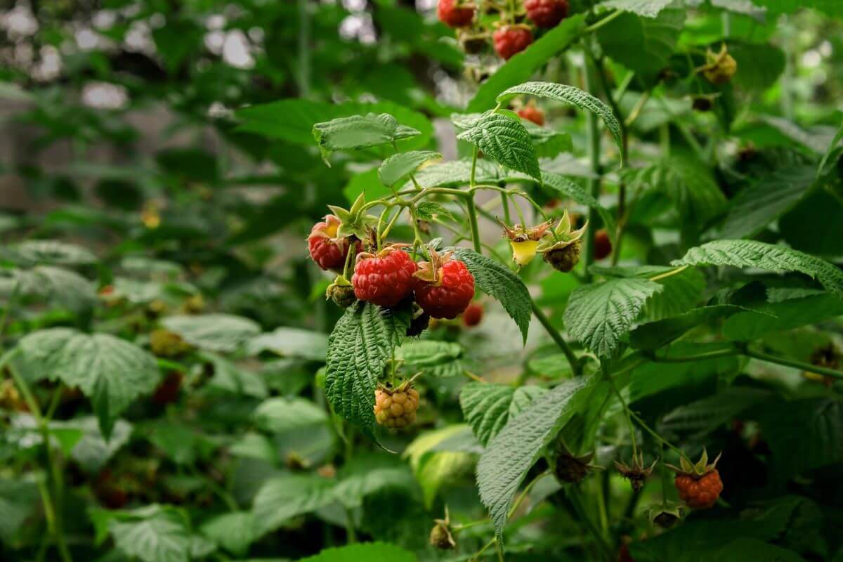 Ripe American red raspberries, one of the edible red berry bushes, hanging from green leafy bushes in a garden. 