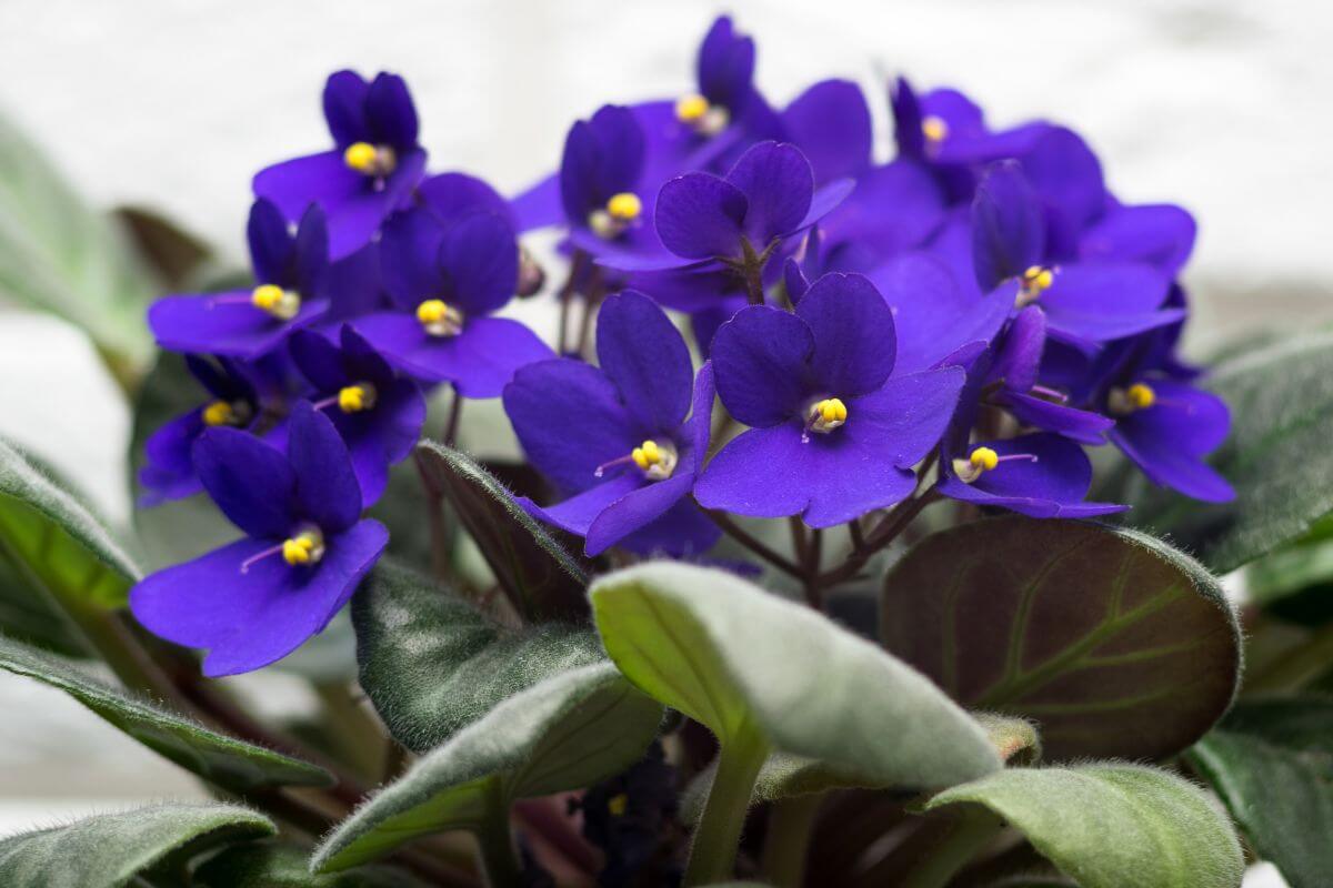 Vibrant purple African violets with yellow centers, surrounded by rich green leaves. The flowers are in full bloom, creating a striking contrast against the green foliage. 