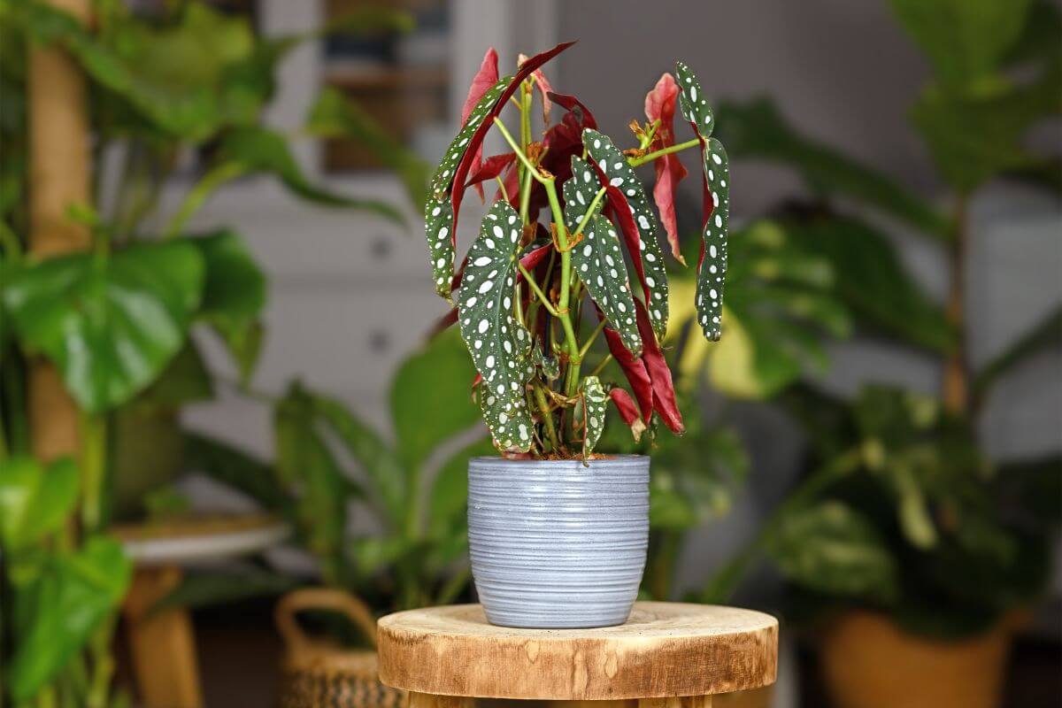 A beautiful Angel Wing Begonia in a gray pot sits on a small wooden circular table with other houseplants in the background.