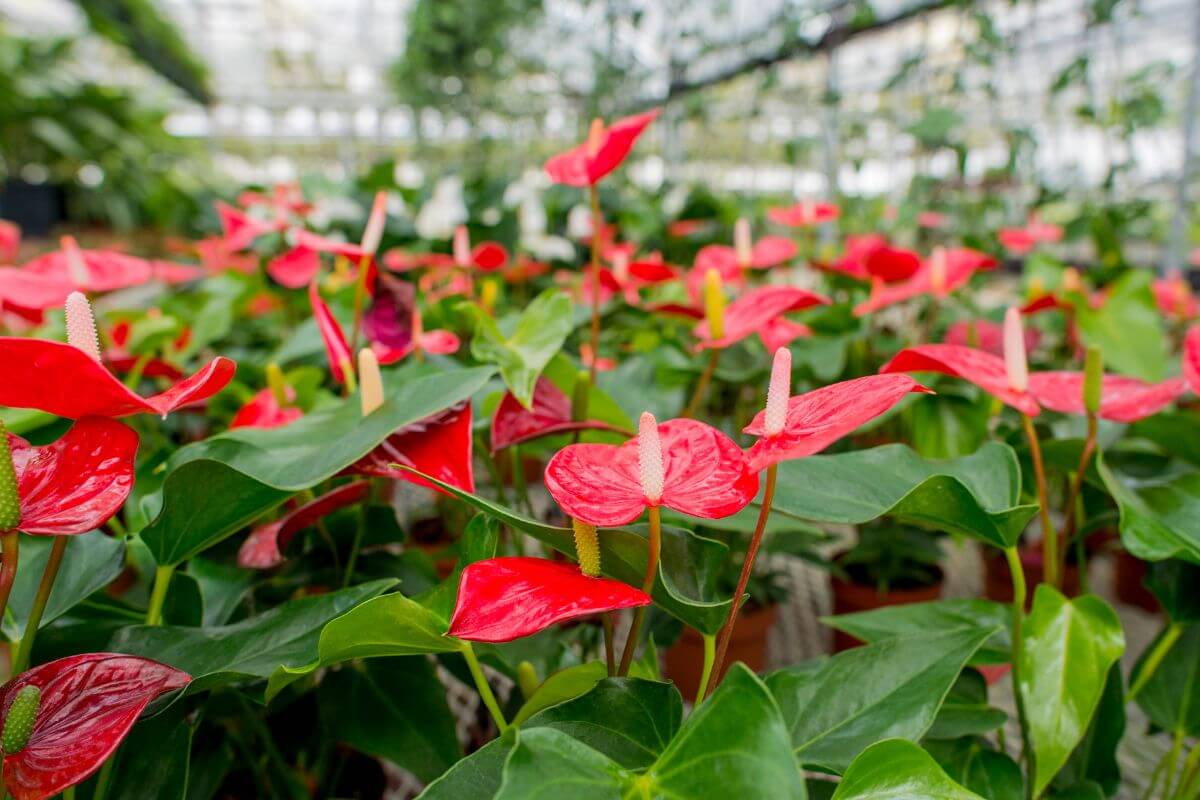 A vibrant greenhouse filled with numerous anthurium plants sporting bright red, heart-shaped flowers and glossy green leaves.