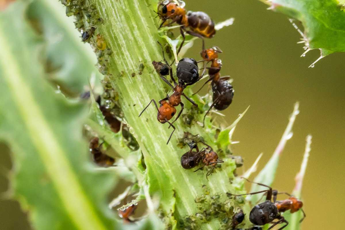 Several ants crawling on a green plant stem with small thorns. Tiny light green aphids dot the stem, which the ants seem to be tending to.