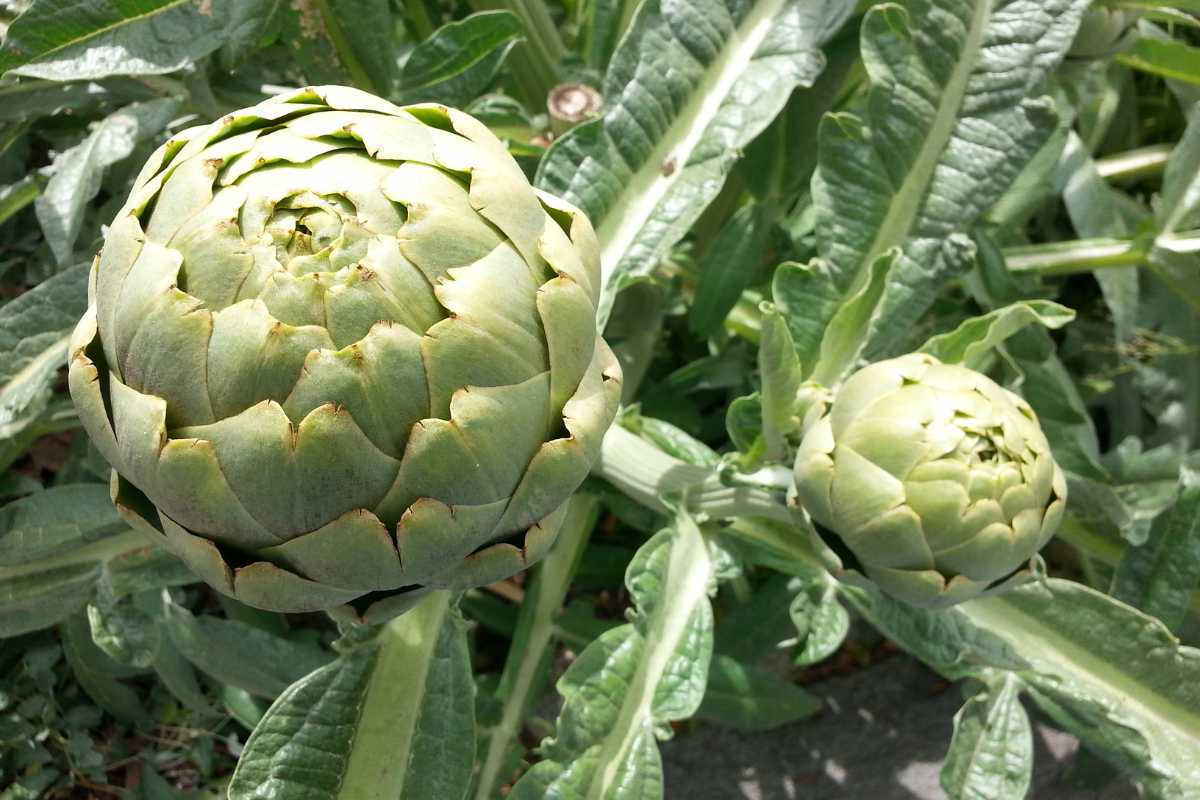 Two artichokes growing on the plant, surrounded by large, textured green leaves. 