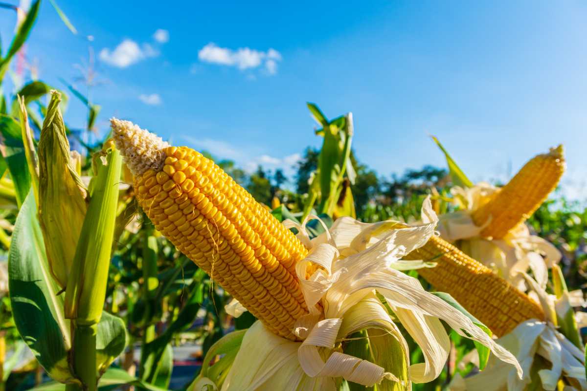 Ripe corn cobs still on the stalks, with green leaves and a clear blue sky in the background.


