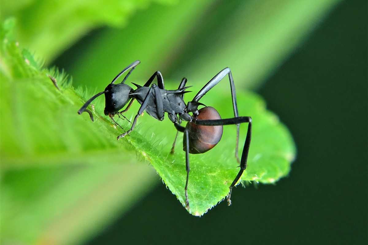 An ant on bright green cucumber leaves.