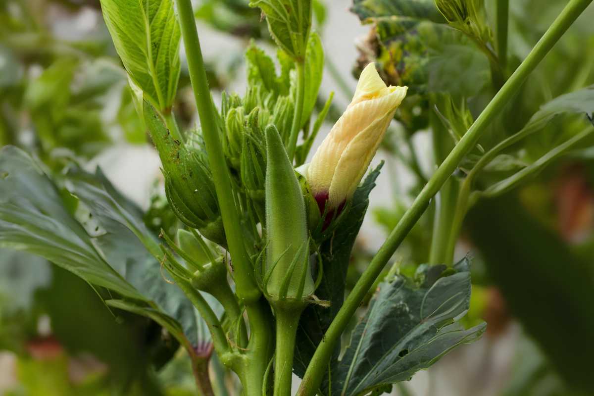 An okra plant with a yellow flower in bloom, several young okra pods surrounded by green leaves, and ants on the okra plants. 