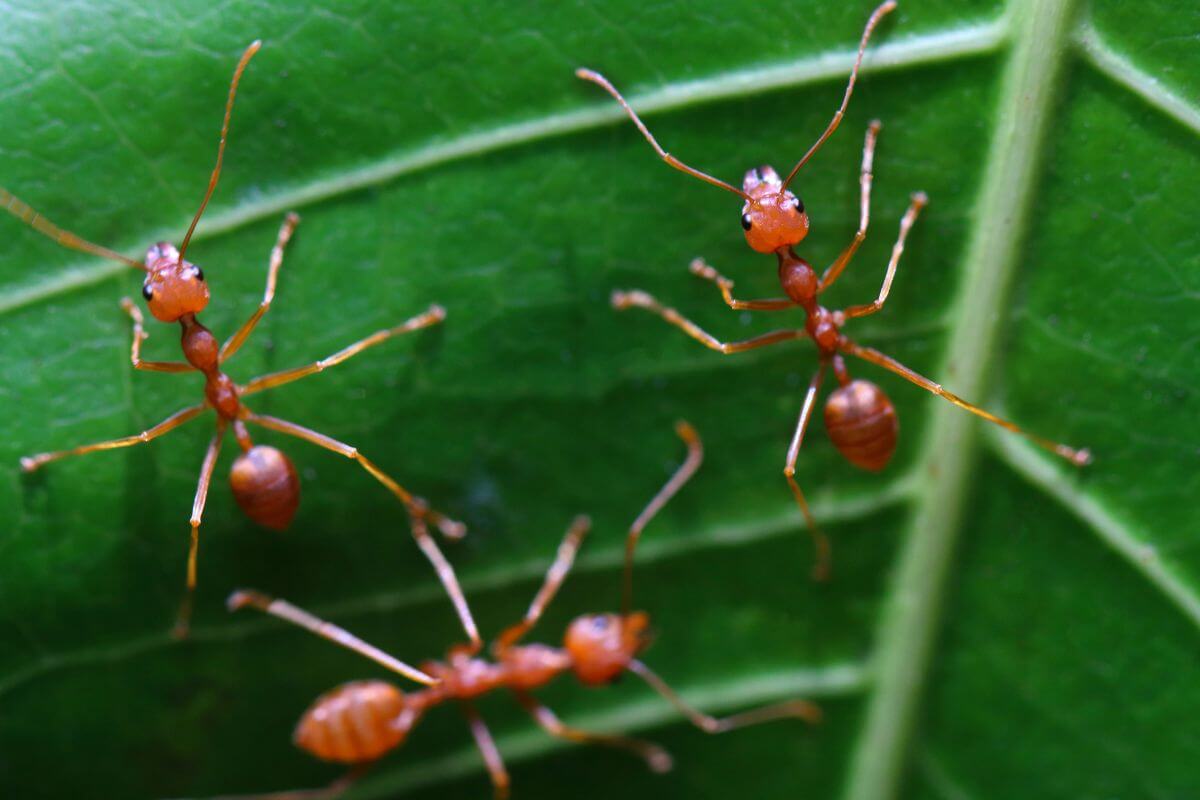 Three orange ants on a green leaf of a pepper plant. The ants are seen standing on their legs with visible antennae and segmented bodies. 