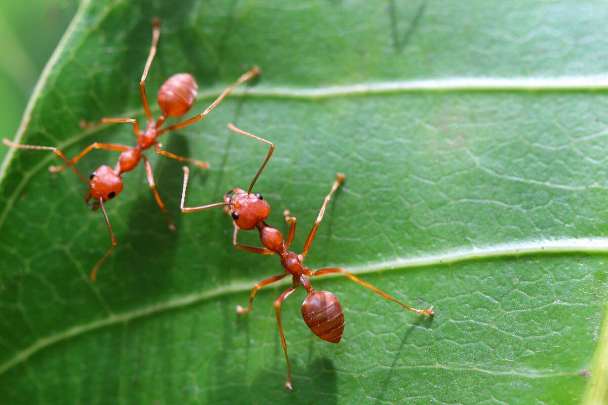 Two red ants walking on a green leaf, likely from potato plants. 