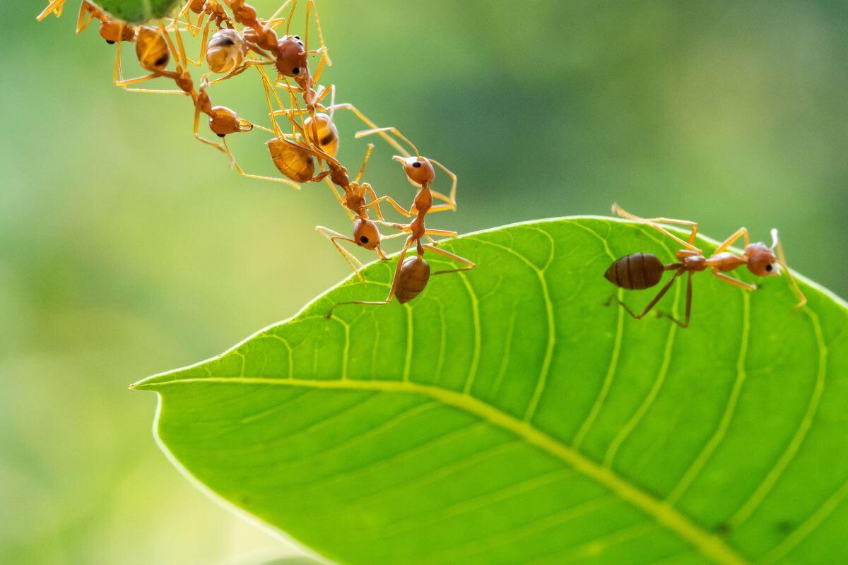 Several ants on squash plants working together to cross from one leaf to another. 