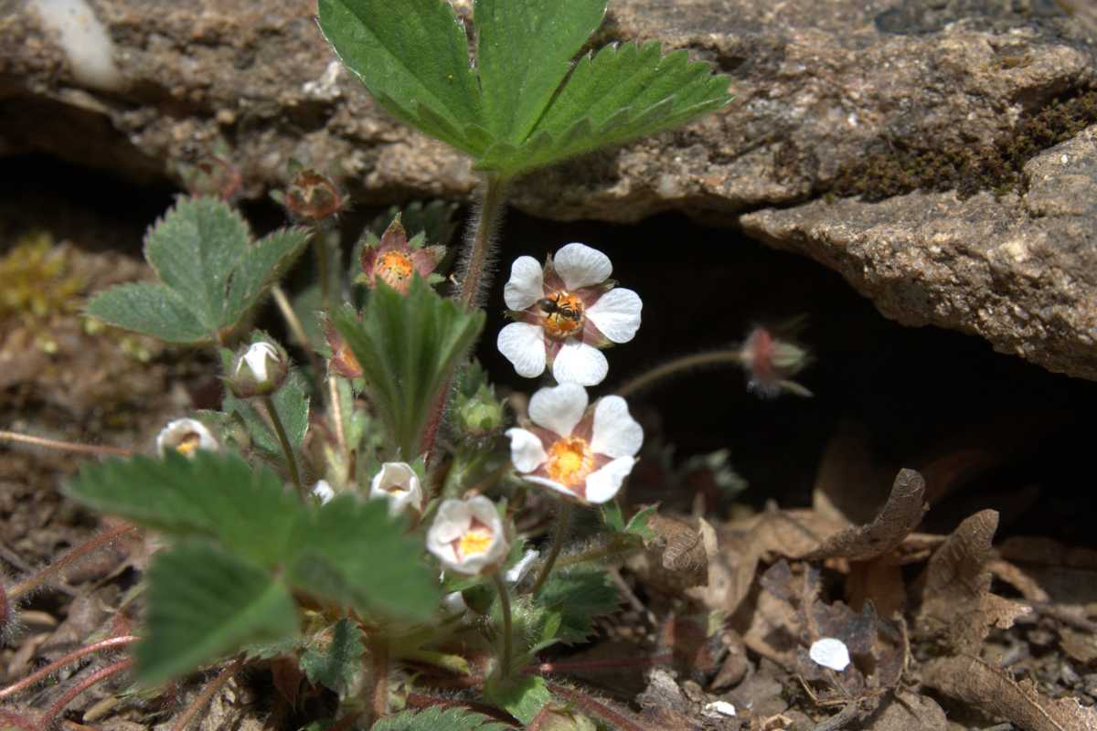 A small, flowering strawberry plant with white petals and yellow centers grows close to the ground near a rocky surface. 