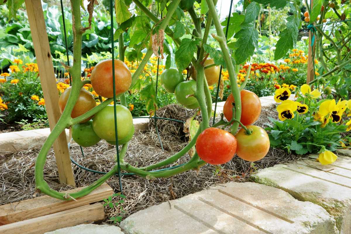 A garden bed with ripening tomatoes on the vine, supported by wooden stakes. 