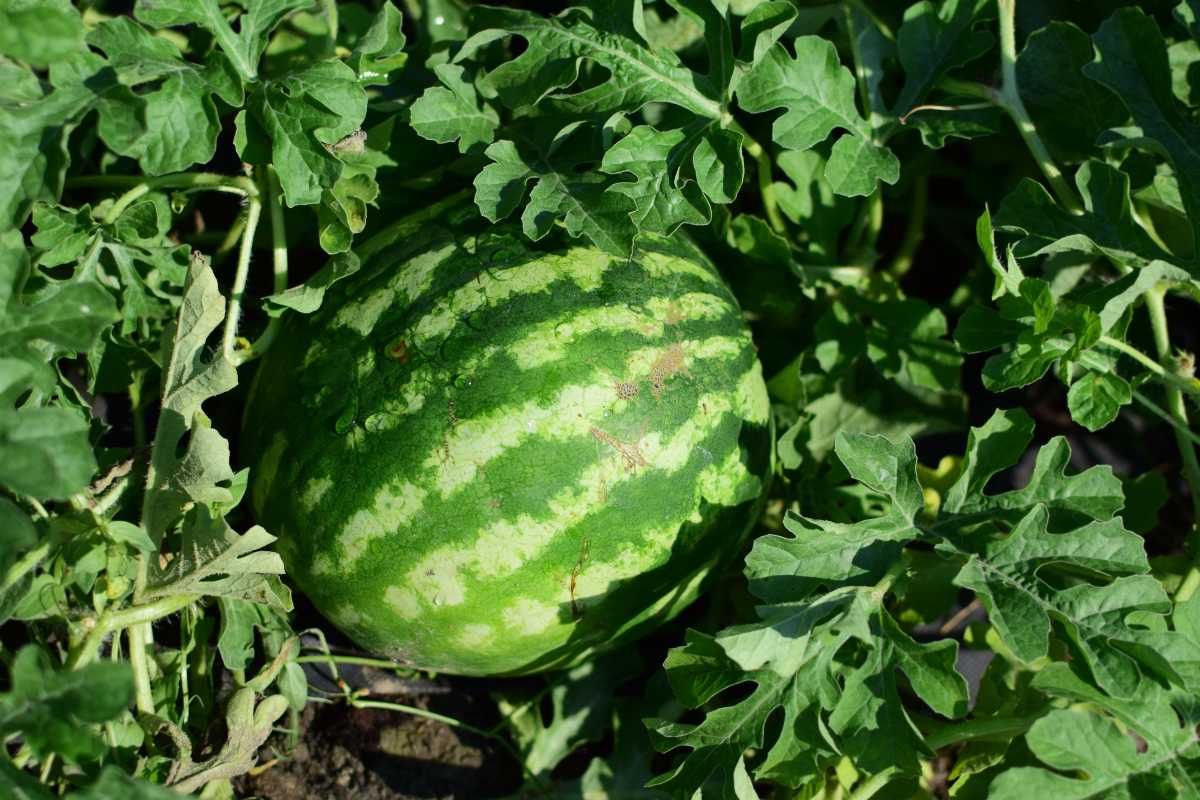 A large, striped green watermelon growing on a vine surrounded by lush green leaves. 