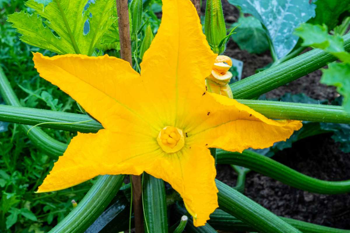 A vibrant yellow zucchini flower in bloom, surrounded by green stalks and leaves. 