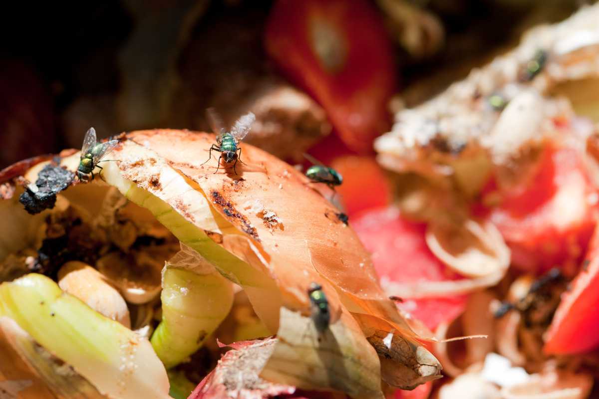 Close-up image of a pile of organic waste with various food scraps, such as onion peels, bell pepper pieces, and other decomposing vegetables. Several fruit flies are visible on the food scraps, indicating decay. 