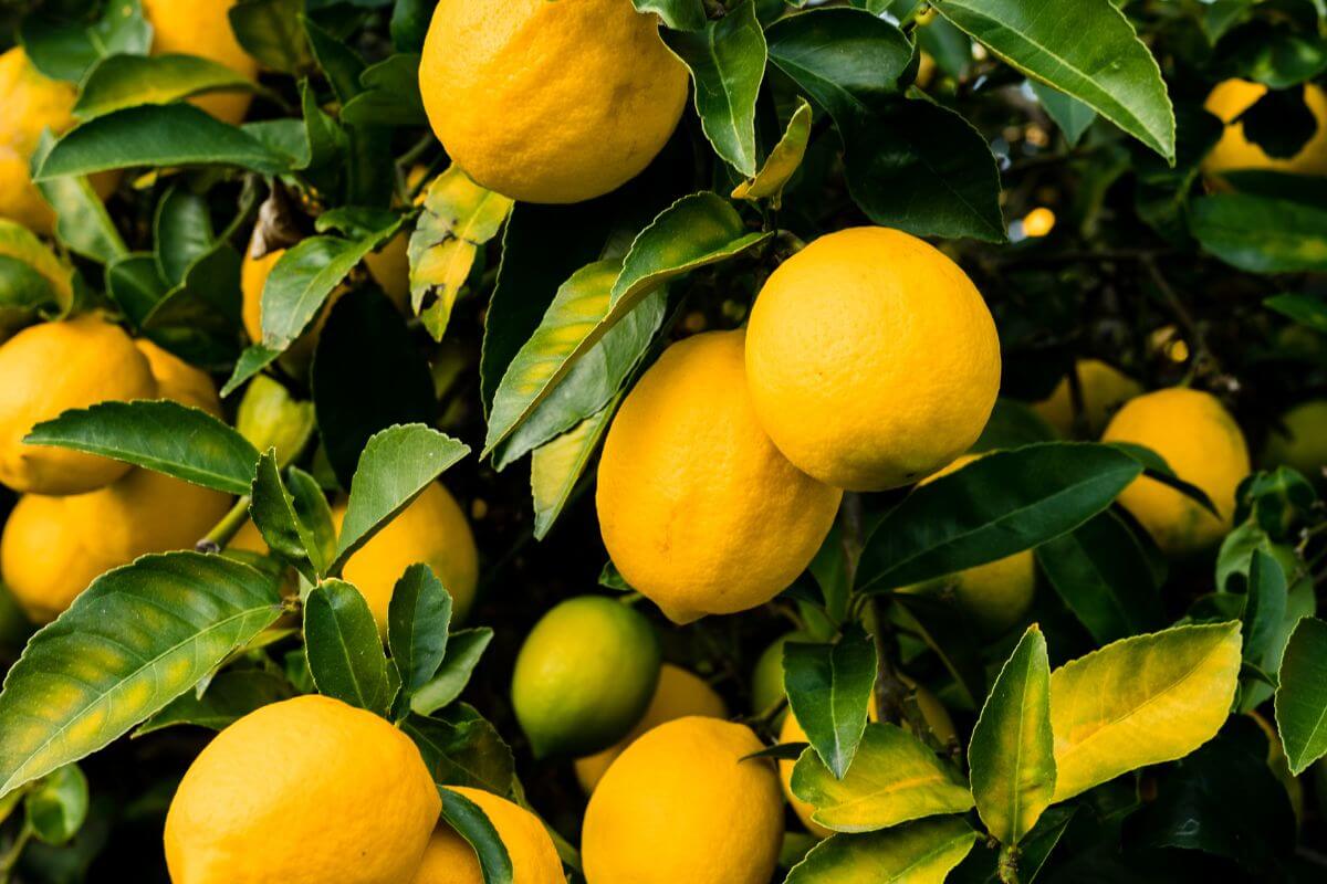 A close-up of multiple bright yellow lemons hanging from a tree, surrounded by lush green leaves.