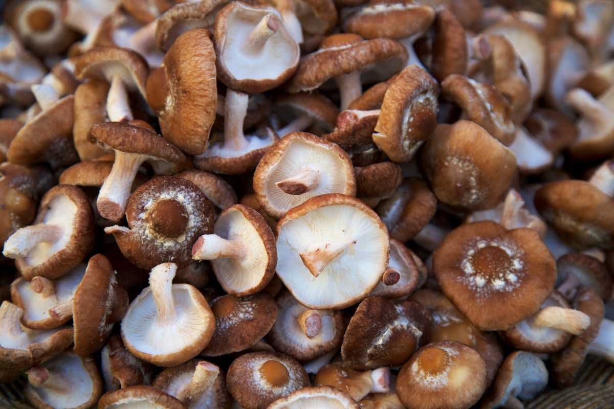 A large pile of fresh, brown shiitake mushrooms. The mushrooms have light brown caps with lighter, creamy-colored gills underneath and short, stubby stems.