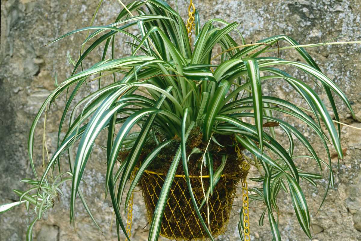 A hanging spider plant with long, arching green leaves and white stripes is placed in a yellow net-like pot.