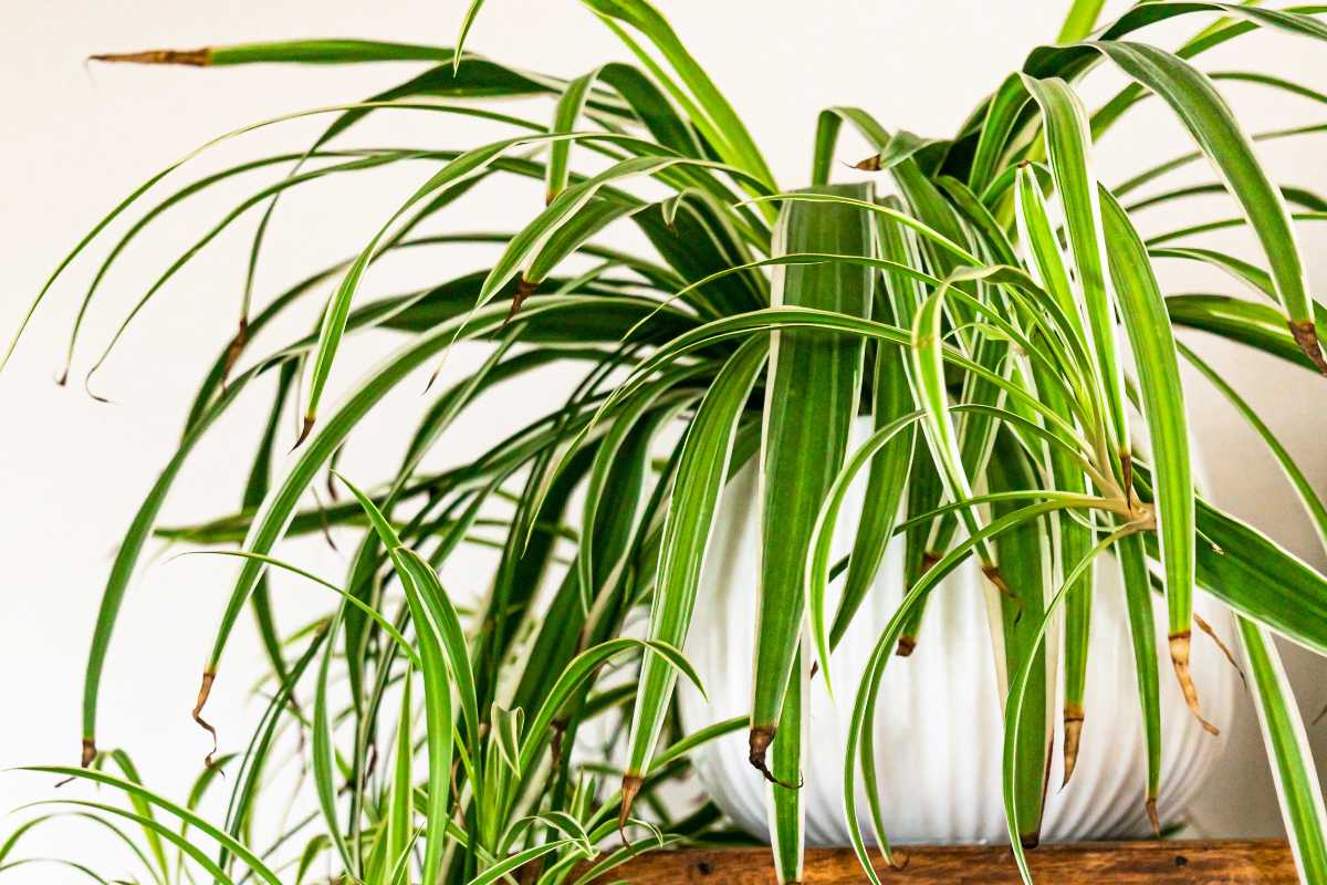 A spider plant with long, slender green leaves lined with white edges sits in a white pot. 