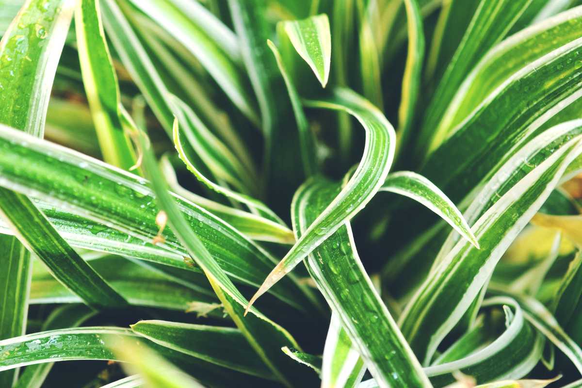 A spider plant with white stripes and droplets of water. 