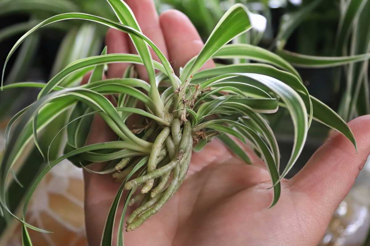 A hand holding a spider plant pup with numerous long, slender, green and white striped leaves.