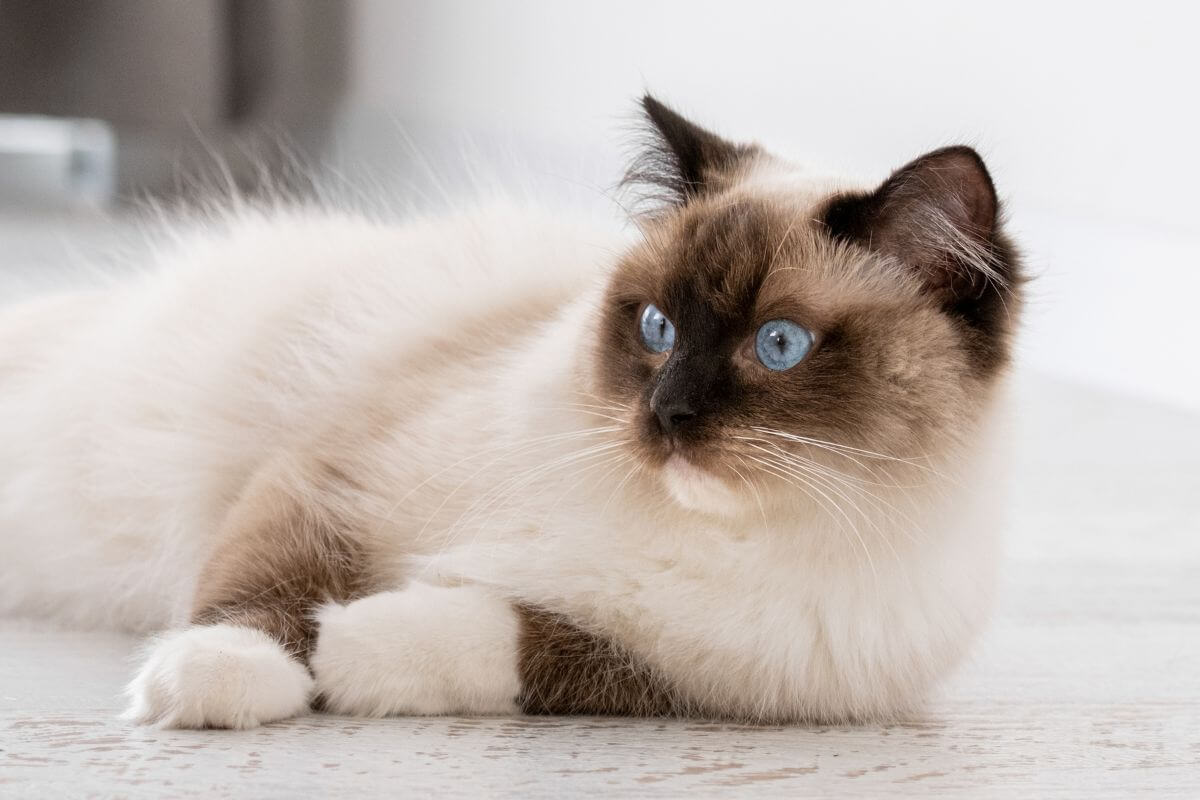 A fluffy l cat with striking blue eyes lies on the floor.