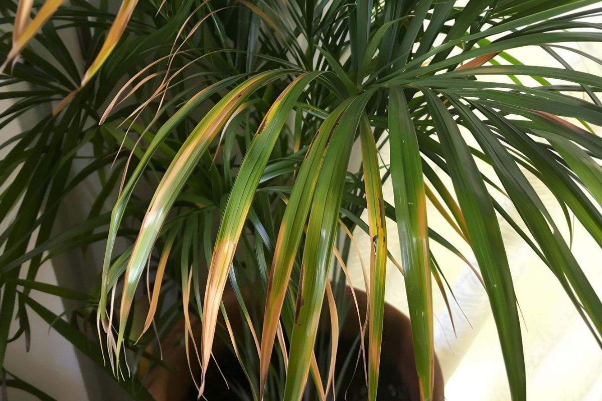 A potted areca palm with long, slender, spiky green leaves turning brown at the tips and drooping, indicating a potential health issue. 