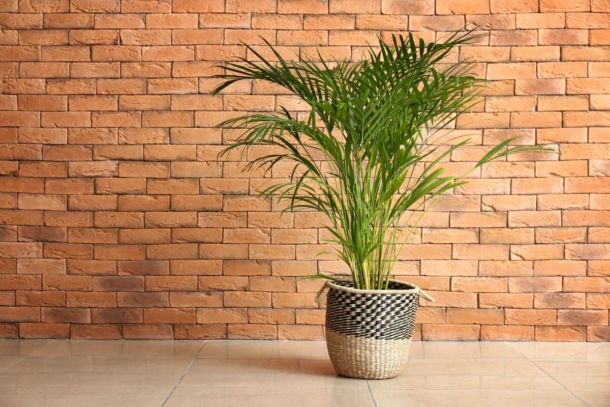 The areca palm sits in a native pot against a brick wall.