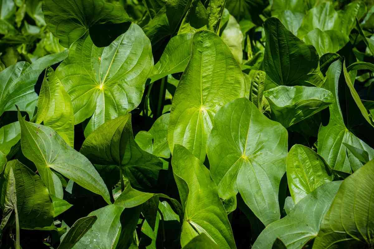 A dense grouping of vibrant green arrowhead plant leaves, displaying a variety of shades and textures. 