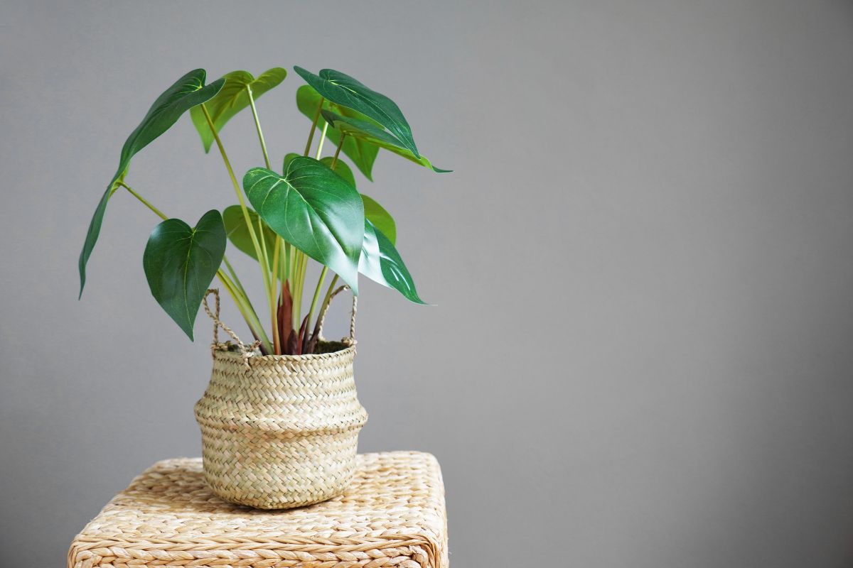 An arrowhead plant placed in a woven pot on a native table.