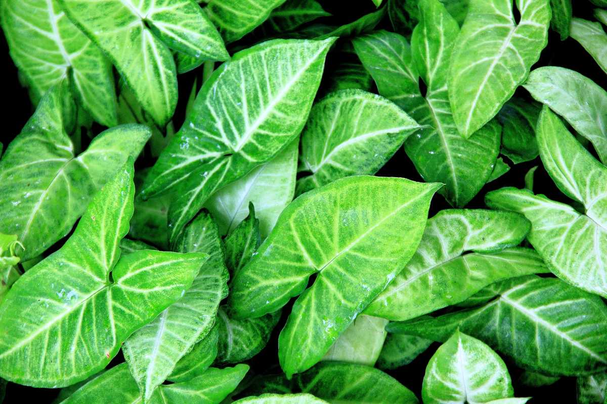 Bright green leafy arrowhead plants with white veins, closely packed together in a lush, dense arrangement.