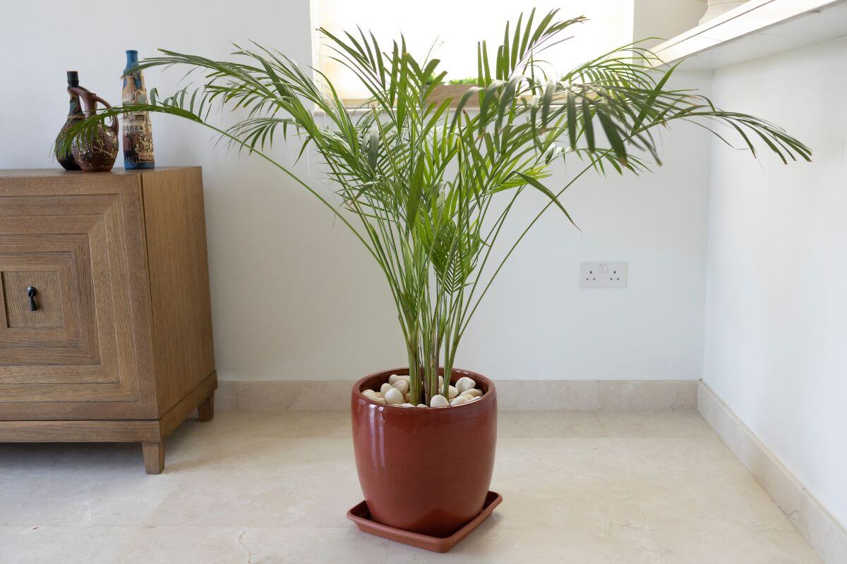 A potted bamboo palm plant sits on a light-colored tile floor. The palm is in a reddish-brown pot with white pebbles on the surface.