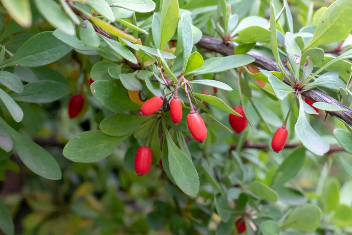 A branch with green leaves and clusters of small, elongated red barberries. The edible winter berries stand out against the lush green foliage, suggesting a healthy plant.
