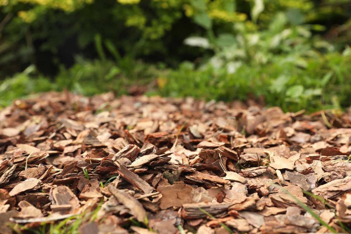 Tree bark mulch spread on the ground, with green grass and plants in the background. 