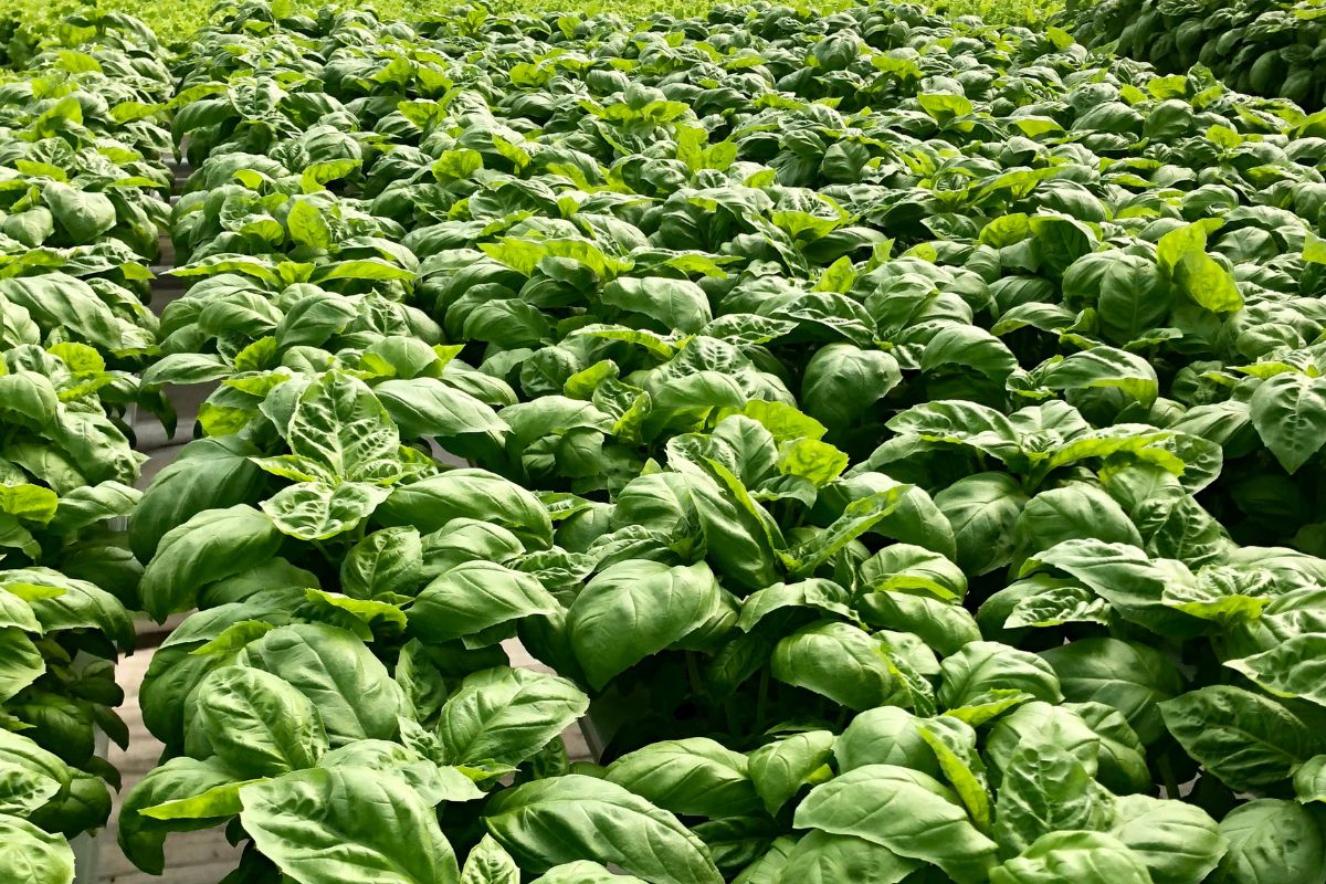 A large field densely packed with lush green basil plants growing through hydroponic methods.