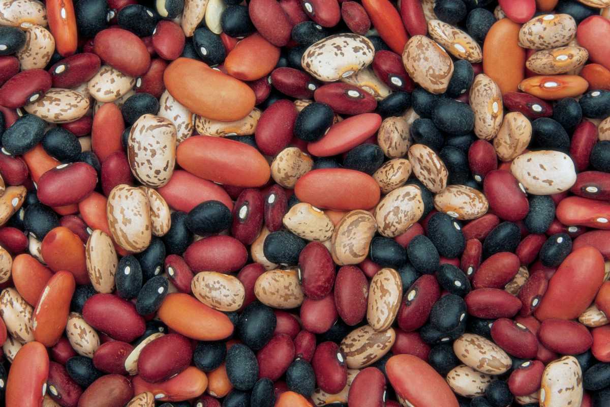 A collection of various dried beans in an assortment of colors and patterns, including red, black, orange, speckled, and beige. 