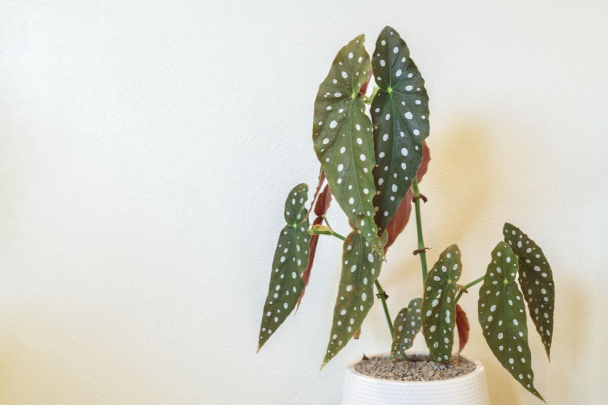 A begonia maculata stands against a light-colored background.