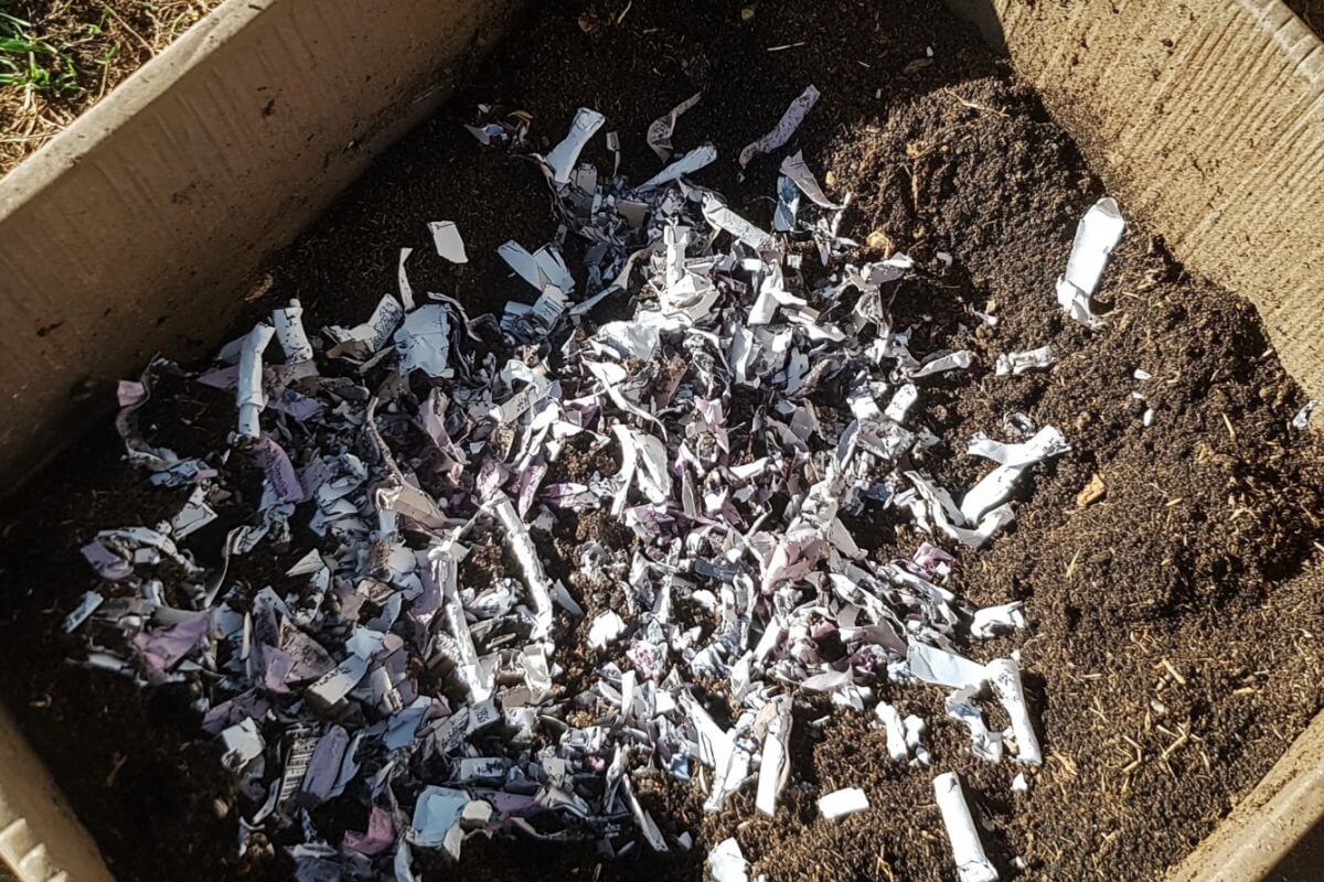 A cardboard box filled with dark soil, containing shred paper scattered across the surface.