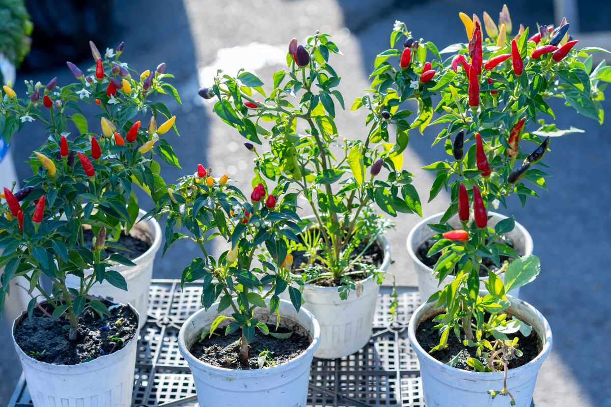 Five small potted chili pepper plants are displayed on a metal table. Each plant, thriving in rich potting soil for vegetables, has vibrant green leaves and colorful peppers.