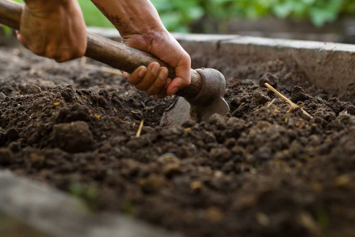 A person is using a hoe to cultivate soil in a garden bed enriched with compost for vegetable gardens. 